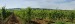32_Neusiedelské vinice_panorama.jpg